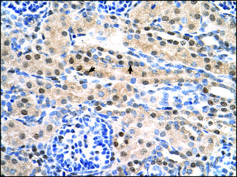 Anti-SULF2 IgG fraction of antiserum