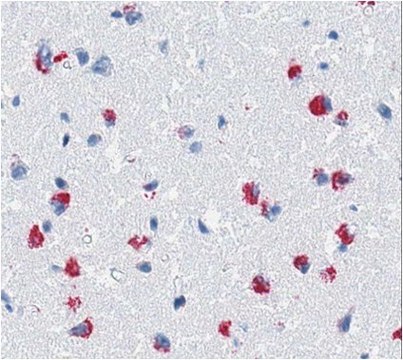 Anti-&#946;-amyloid fibril-specific, clone B10, AP Antibody clone B10, from camel, alkaline phosphatase conjugate