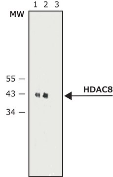 Monoclonal Anti-Histone Deacetylase 8 (HDAC8) antibody produced in mouse 2.0-2.5&#160;mg/mL, clone HDAC8-48, purified immunoglobulin, buffered aqueous solution