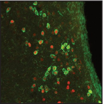 Anti-ARP2 antibody, Mouse monoclonal clone FMS96, purified from hybridoma cell culture