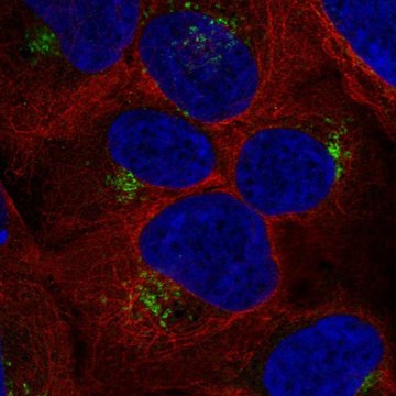 Anti-RYK antibody produced in rabbit Prestige Antibodies&#174; Powered by Atlas Antibodies, affinity isolated antibody