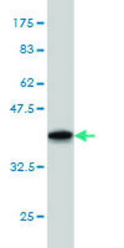 Monoclonal Anti-GRK1 antibody produced in mouse clone 1G8, purified immunoglobulin, buffered aqueous solution