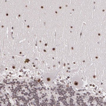 Anti-C6orf15 antibody produced in rabbit Prestige Antibodies&#174; Powered by Atlas Antibodies, affinity isolated antibody, buffered aqueous glycerol solution