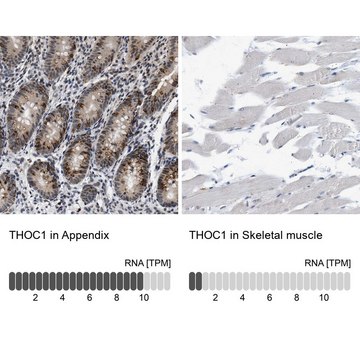 Anti-THOC1 antibody produced in rabbit Prestige Antibodies&#174; Powered by Atlas Antibodies, affinity isolated antibody, buffered aqueous glycerol solution, Ab1