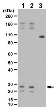 Anti-phospho-RalA Antibody (Ser194) from rabbit, purified by affinity chromatography