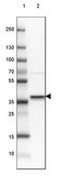 Anti-STX16 antibody produced in rabbit Prestige Antibodies® Powered by Atlas Antibodies, affinity isolated antibody, buffered aqueous glycerol solution