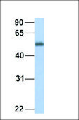 Anti-ANGPTL2 antibody produced in rabbit affinity isolated antibody