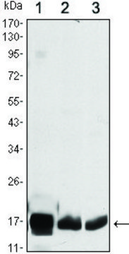 Monoclonal Anti-COX4I1 antibody produced in mouse clone 6B3, ascites fluid