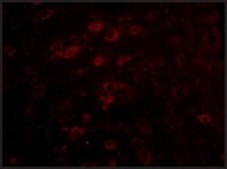 Anti-LASS6 antibody produced in rabbit affinity isolated antibody, buffered aqueous solution