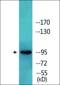 Anti-phospho-BL-CAM (pTyr807) antibody produced in rabbit affinity isolated antibody