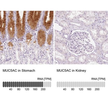 Anti-MUC5AC antibody produced in rabbit Prestige Antibodies&#174; Powered by Atlas Antibodies, affinity isolated antibody, buffered aqueous glycerol solution