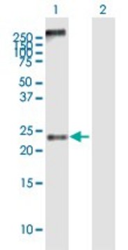 Anti-MS4A4A antibody produced in mouse IgG fraction of antiserum, buffered aqueous solution