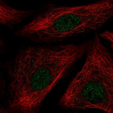 Anti-ID1 antibody produced in rabbit Prestige Antibodies&#174; Powered by Atlas Antibodies, affinity isolated antibody