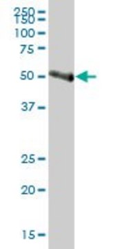 Anti-IL1R2 antibody produced in mouse IgG fraction of antiserum, buffered aqueous solution