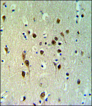 抗- (CENTER) 兔抗 IgG fraction of antiserum, buffered aqueous solution