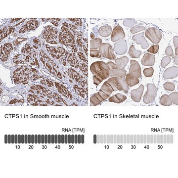 Anti-CTPS1 antibody produced in rabbit Prestige Antibodies&#174; Powered by Atlas Antibodies, affinity isolated antibody