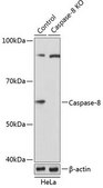 Anti- Caspase-8 antibody produced in rabbit