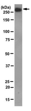 Anti-mTOR/FRAP Antibody, clone 22C2 clone 22C2, from mouse