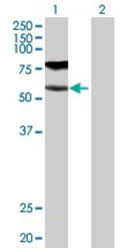 Anti-GGT1 antibody produced in rabbit purified immunoglobulin, buffered aqueous solution