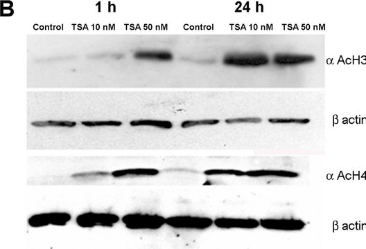 Anti-acetyl-Histone H3 (Lys9/18) Antibody serum, Upstate&#174;