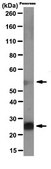Anti-RIP3 Antibody, clone 6E6.2 clone 6E6.2, from mouse