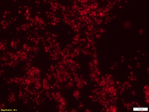 Eubacteria FISH probe extension set EUBII-Cy3 and EUBIII-Cy3 FISH (fluorescence in situ hybridization) probes for research, 20&#160;&#956;M in water