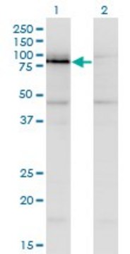 Monoclonal Anti-NKRF, (C-terminal) antibody produced in mouse clone 1F6, purified immunoglobulin, buffered aqueous solution