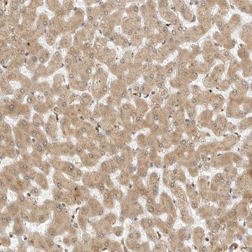 Anti-RC3H1 antibody produced in rabbit Prestige Antibodies&#174; Powered by Atlas Antibodies, affinity isolated antibody, buffered aqueous glycerol solution, ab3