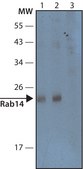 Anti-Rab14 antibody produced in rabbit ~1.0 mg/mL, affinity isolated antibody, buffered aqueous solution