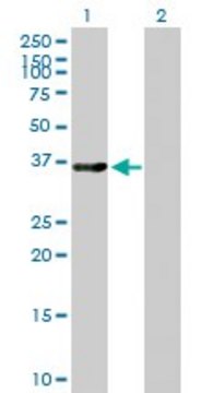 Anti-LMOD1 antibody produced in mouse purified immunoglobulin, buffered aqueous solution