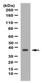 Anti-Annexin A2 Antibody from rabbit, purified by affinity chromatography