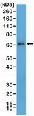 Anti-CD73 Rabbit Monoclonal Antibody clone RM431, affinity purified immunoglobulin