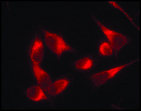 Anti-Protein Disulfide Isomerase (DL-11) antibody produced in rabbit affinity isolated antibody, buffered aqueous solution