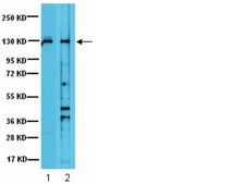 Anti-JAK1 Antibody from rabbit, purified by affinity chromatography