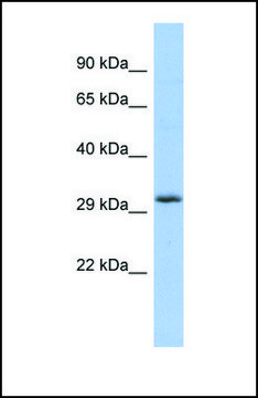 Anti-FGF13 antibody produced in rabbit affinity isolated antibody