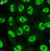 Anti-TET2 Antibody, clone 4L14 ZooMAb® Rabbit Monoclonal recombinant, expressed in HEK 293 cells