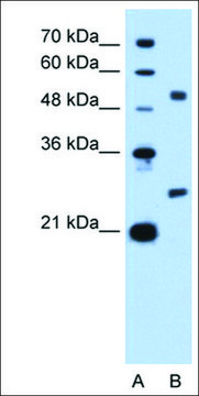 Anti-BCL2L1 antibody produced in rabbit IgG fraction of antiserum