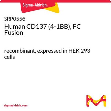 Human CD137 (4-1BB), FC Fusion recombinant, expressed in HEK 293 cells