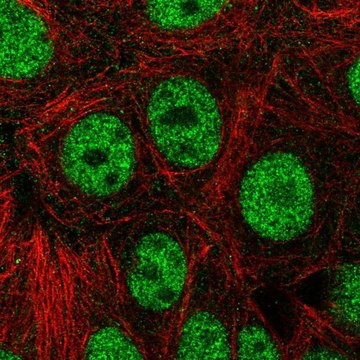 Anti-ZNF335 antibody produced in rabbit Prestige Antibodies&#174; Powered by Atlas Antibodies, affinity isolated antibody