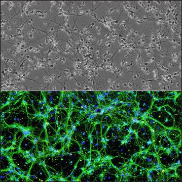 Rat Spinal Cord Neurons: RSpN