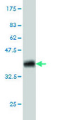 Monoclonal Anti-CDKL1 antibody produced in mouse clone 5B11, purified immunoglobulin, buffered aqueous solution