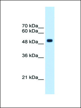 Anti-CXORF34 antibody produced in rabbit IgG fraction of antiserum