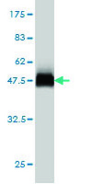 Monoclonal Anti-USP43 antibody produced in mouse clone 1A5, purified immunoglobulin, buffered aqueous solution