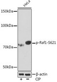 Anti-Phospho-Raf1-S621 antibody produced in rabbit