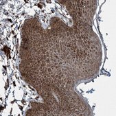 Anti-COPS7B antibody produced in rabbit Prestige Antibodies® Powered by Atlas Antibodies, affinity isolated antibody, buffered aqueous glycerol solution