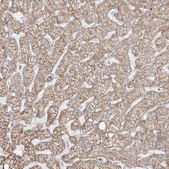 Anti-ETHE1 antibody produced in rabbit Prestige Antibodies® Powered by Atlas Antibodies, affinity isolated antibody, buffered aqueous glycerol solution, ab3
