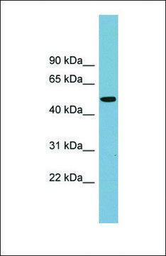 Anti-PRSS16 antibody produced in rabbit affinity isolated antibody