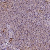 Anti-WARS2 antibody produced in rabbit Prestige Antibodies® Powered by Atlas Antibodies, affinity isolated antibody