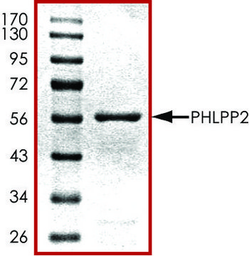 PHLPP2 (766-1043), GST tagged human recombinant, expressed in E. coli, &#8805;70% (SDS-PAGE), buffered aqueous glycerol solution