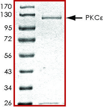 PKC &#949; , active, GST tagged human PRECISIO&#174; Kinase, recombinant, expressed in baculovirus infected Sf9 cells, &#8805;70% (SDS-PAGE), buffered aqueous glycerol solution